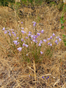 Campanula rotundifolia (Harebells)