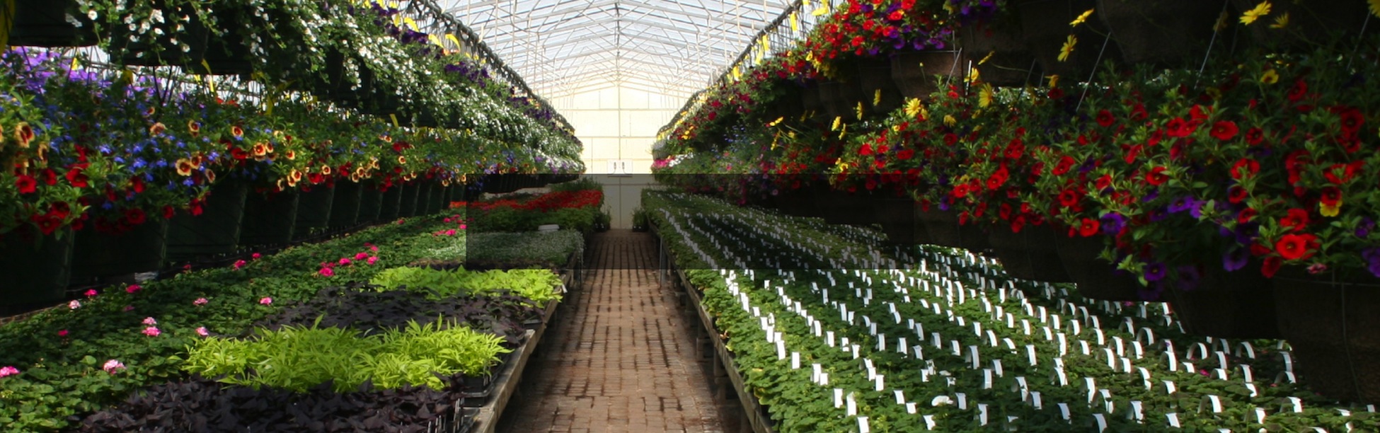 annual greenhouse