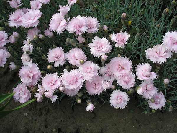Dianthus Pikes Pink