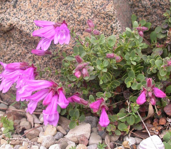 Alpine Beardtongue 'Pink Holly'