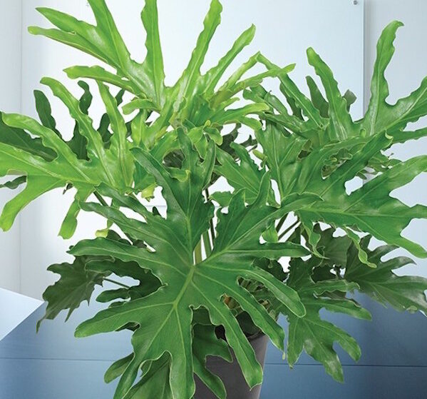 Lickety Split Philodendron