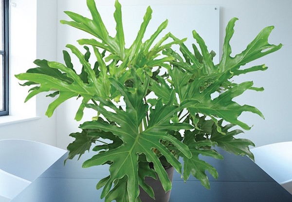 Lickety Split Philodendron