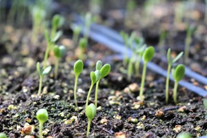 perennial seeds to start indoors