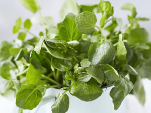 Potted Watercress