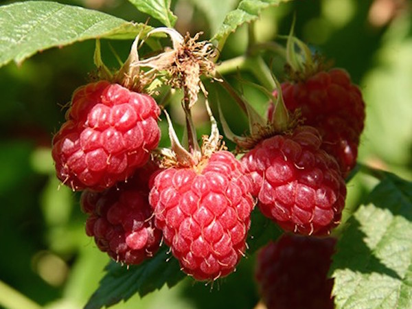 Boyne raspberries