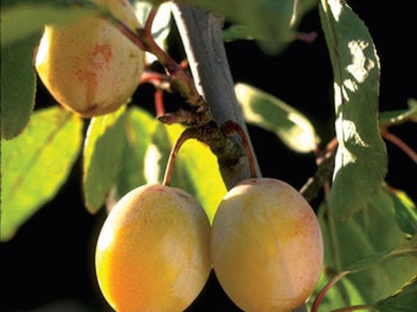 Brookgold plums