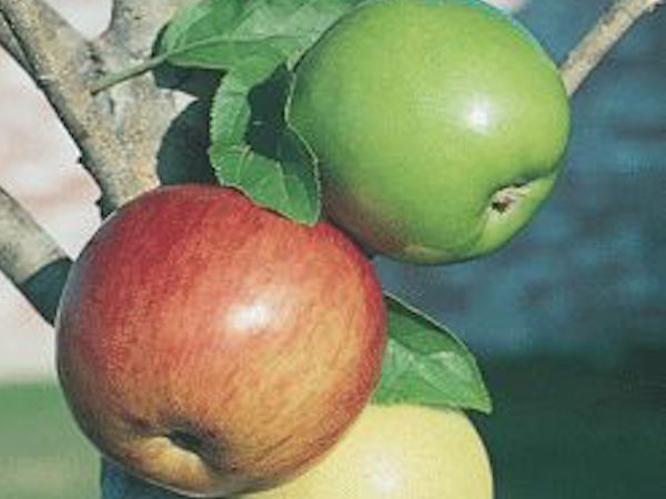 combination apples