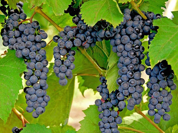 Frontenac grapes