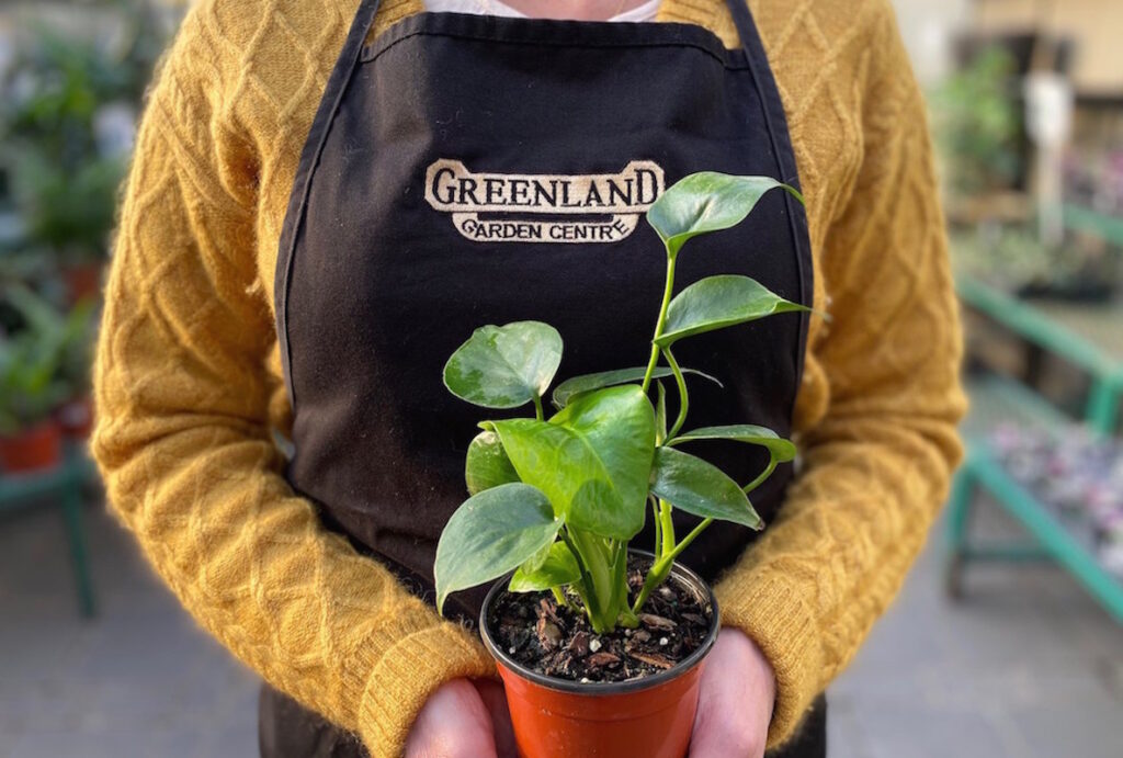 Employment Greenland Garden Centre