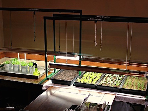 proper lighting for seeding indoors