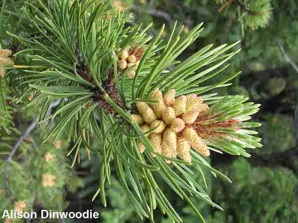 Lodgepole Pine branch