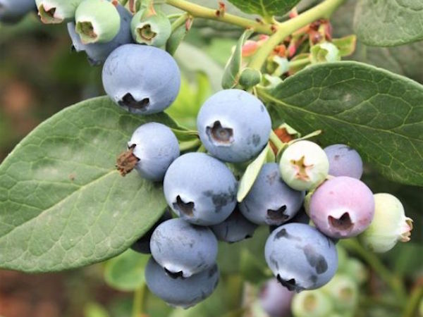 Northcountry Blueberries