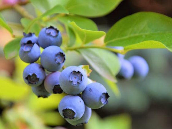 Northland blueberries
