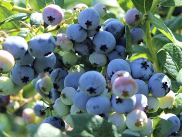 Northsky blueberries