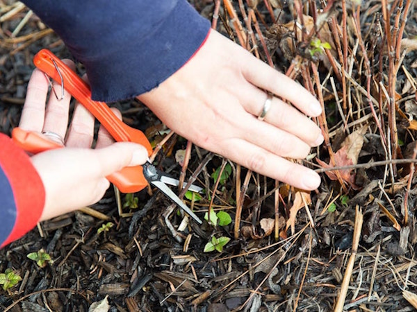 cleaning up perennials in fall