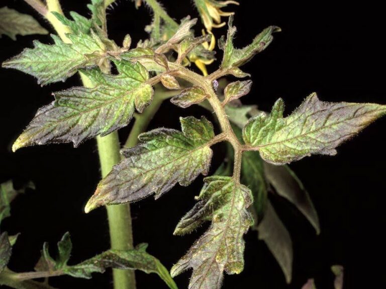 Phosphorous Deficiency in plants