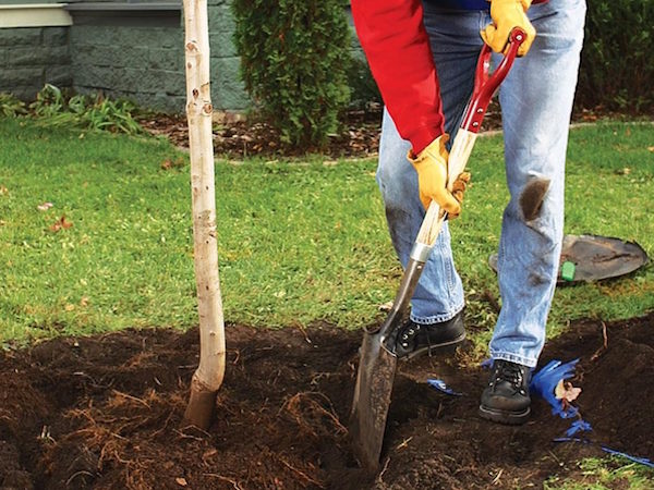 Planting trees and shrubs