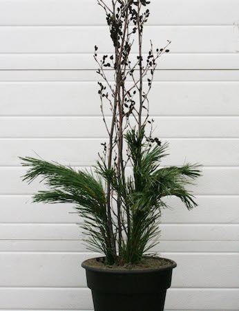create a festive planter