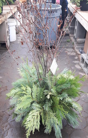 Create a festive planter