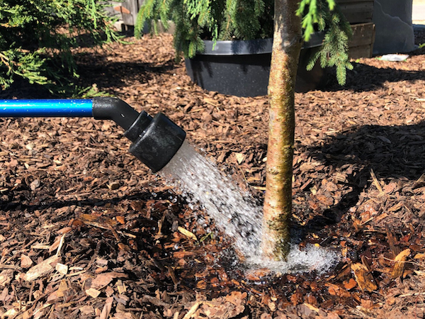 watering tree