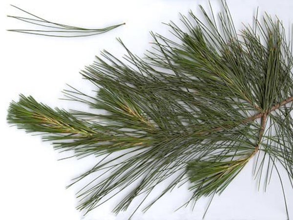 White Pine branch