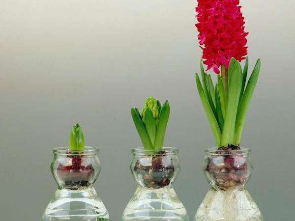 bulbs in vase