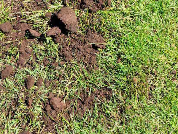 Dew worm damage in lawn