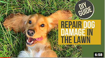 repairing dog damage in your yard