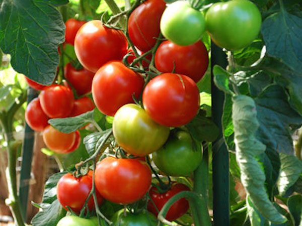 Early Girl tomatoes