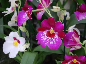 Miltoniopsis orchid