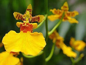 Oncidium Intergenerics orchid