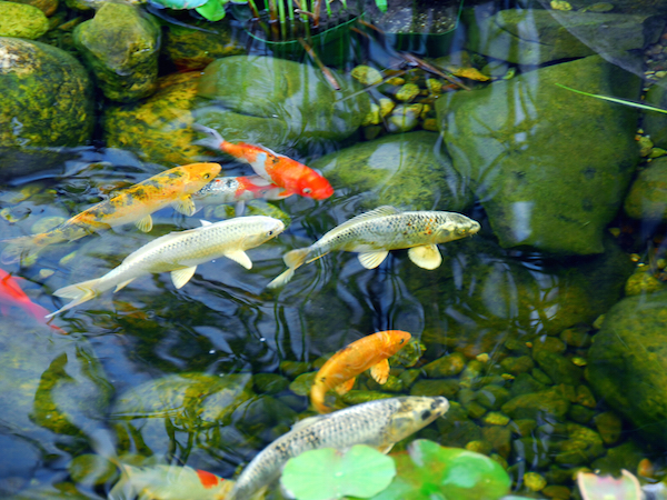 Overwinter fish in pond