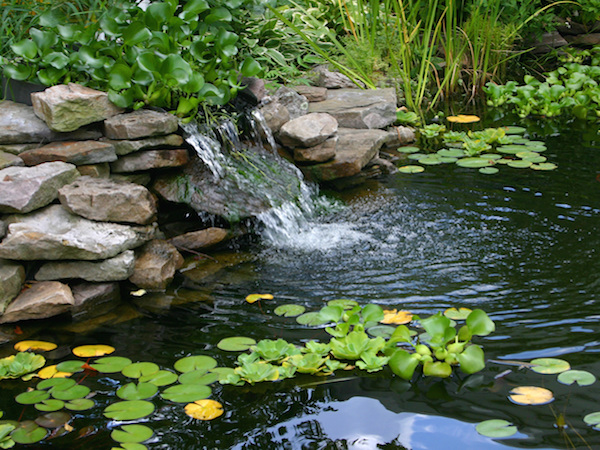 Keeping your pond water crystal clear