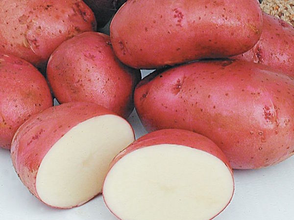 Norland Potato