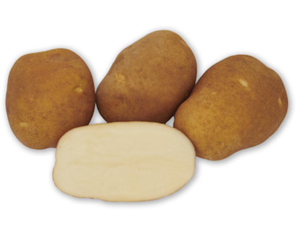 Pacific Russet potato