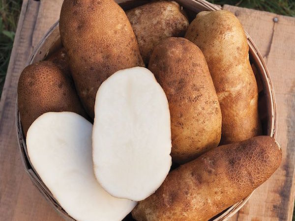 Russet Burbank Potato