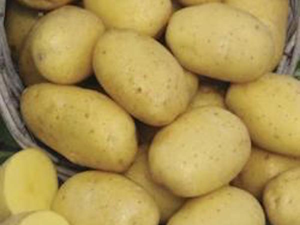 Satina Potato