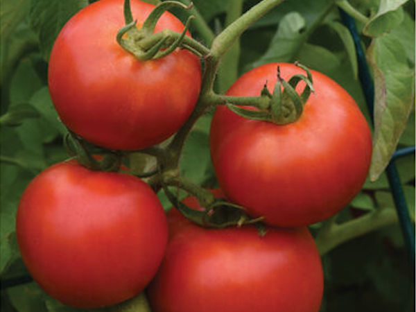Slicer tomatoes