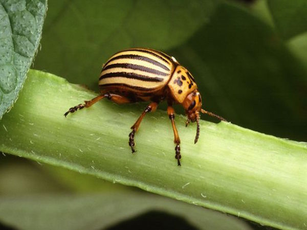 Potato beetle