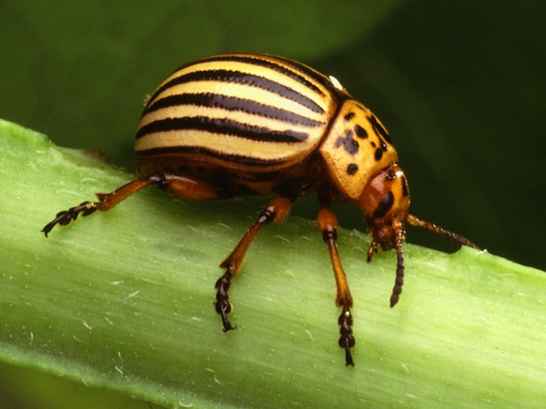 colardo potato beetle