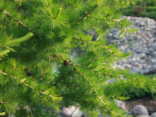 what is bugging your evergreens