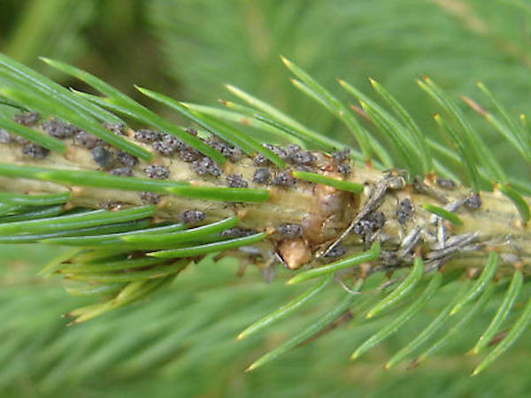 aphids on evergreens