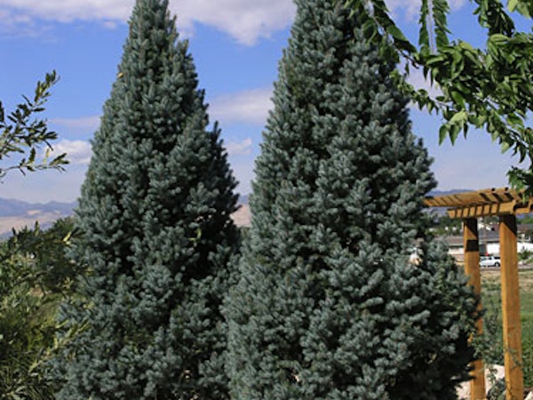 columnar colorado blue spruce