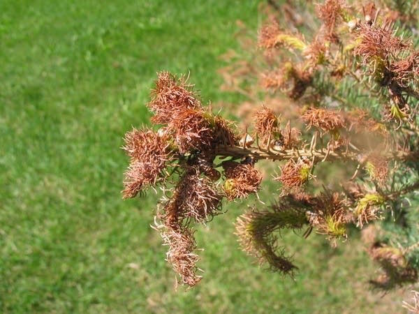 Herbicide damage on evergreens