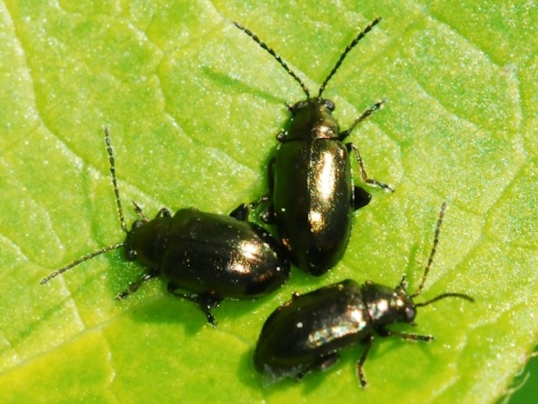 flea beetles