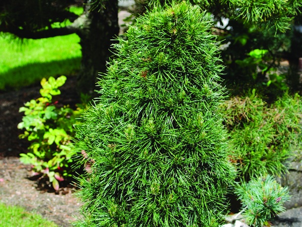 green penguin scotch pine