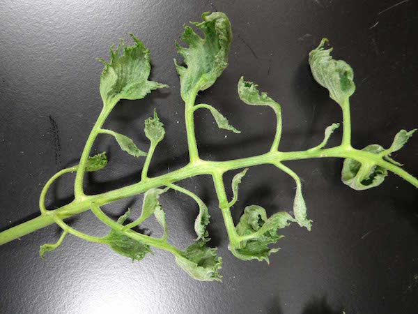 herbicide damage on vegetables