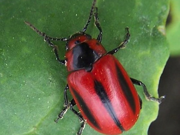 red turnip beetle