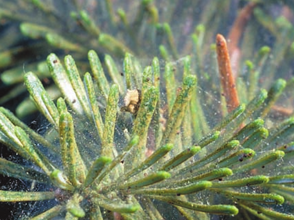 Spider Mite on evergreens