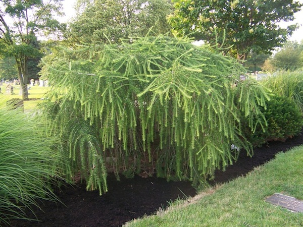weeping larch